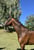 Horse ad