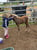 Annuncio cavallo