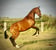 Horse ad