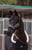Horse ad