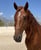 Annuncio cavallo