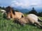 Annuncio cavallo