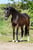 Horse ad
