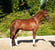Annuncio cavallo