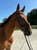 Annuncio cavallo