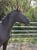 Horse ad