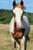Annuncio cavallo