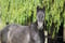 Horse ad