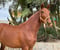 Horse ad