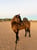 Horse ad