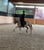 Horse ad