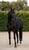 Annuncio cavallo