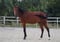 Annonce cheval