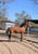 Horse ad