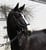 Horse ad