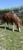 Annuncio cavallo