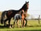 Horse ad