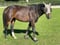 Horse ad