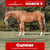 Horse ad