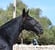 Annonce cheval