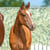 Annuncio cavallo