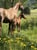 Annuncio cavallo