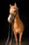 Horse ad