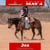 Anuncio de caballos
