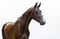 Horse ad