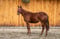 Anuncio de caballos