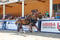Horse ad
