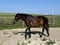 Horse ad