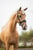 Annuncio cavallo