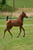 Horse ad