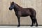 Horse ad
