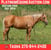 Horse ad
