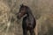 Annuncio cavallo