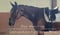 Annonce cheval