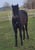 Annuncio cavallo