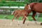Annuncio cavallo
