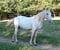 Horse ad