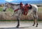 Anuncio de caballos