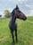 Anuncio de caballos