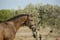 Horse ad
