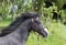 Horse ad