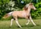 Annuncio cavallo