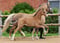 Annonce cheval
