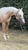 Horse ad