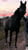 Horse ad