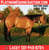 Horse ad